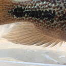 Image of Oaxaca cichlid