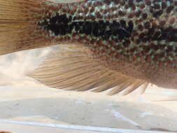 Image of Oaxaca cichlid