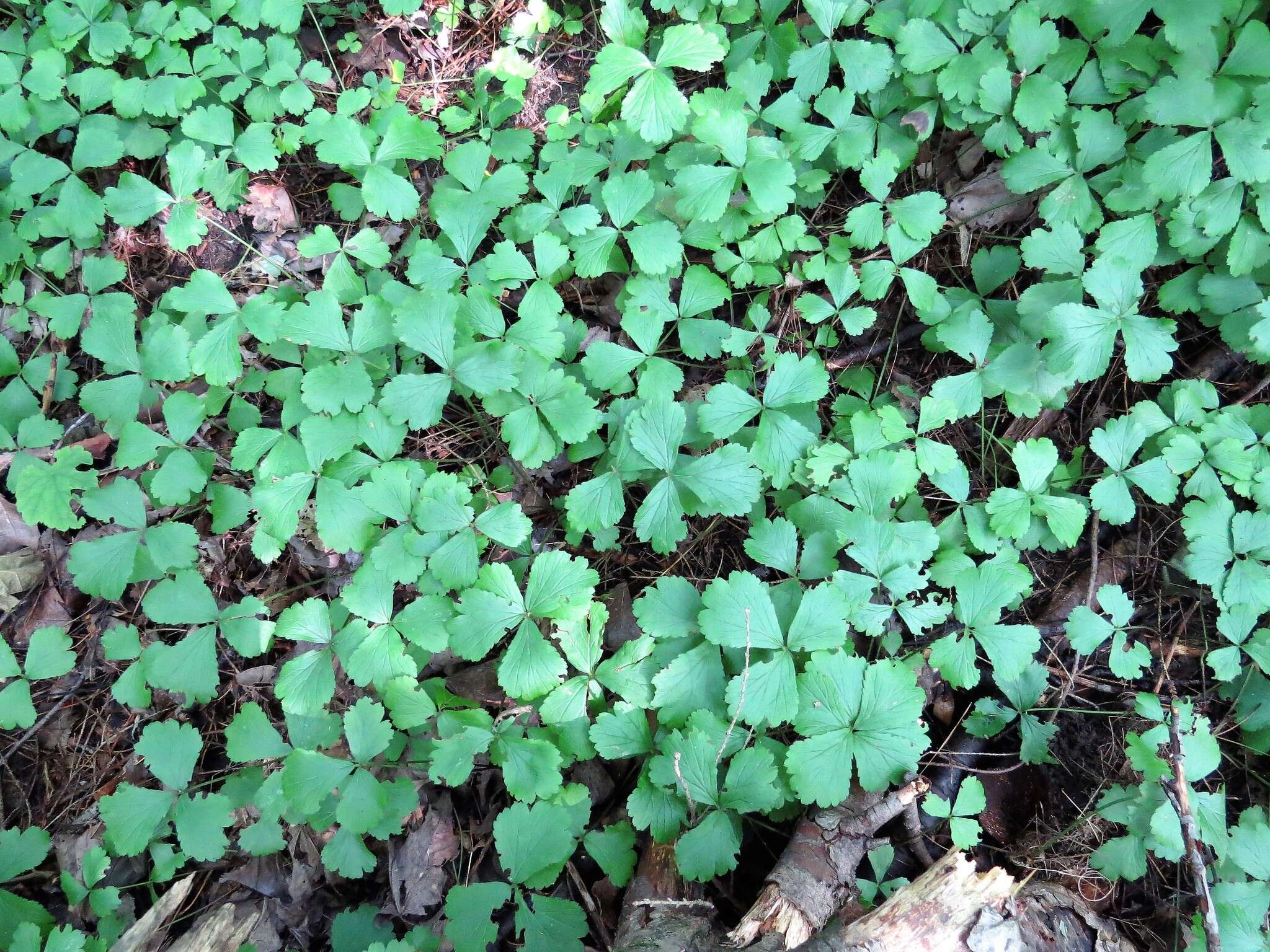 Image of Appalachian barren strawberry