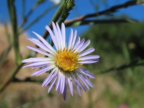 Imagem de Symphyotrichum lentum (Greene) G. L. Nesom