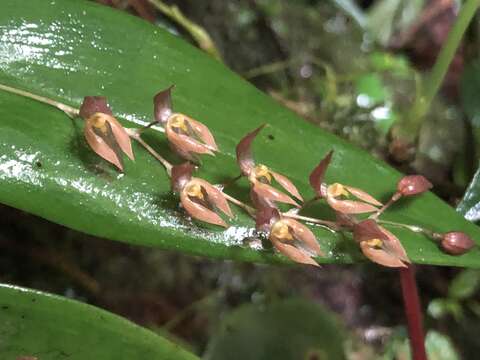 Image of Pleurothallis rowleei Ames