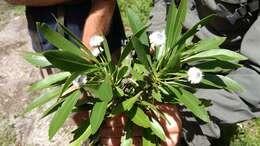 Image of Globularia amygdalifolia Webb