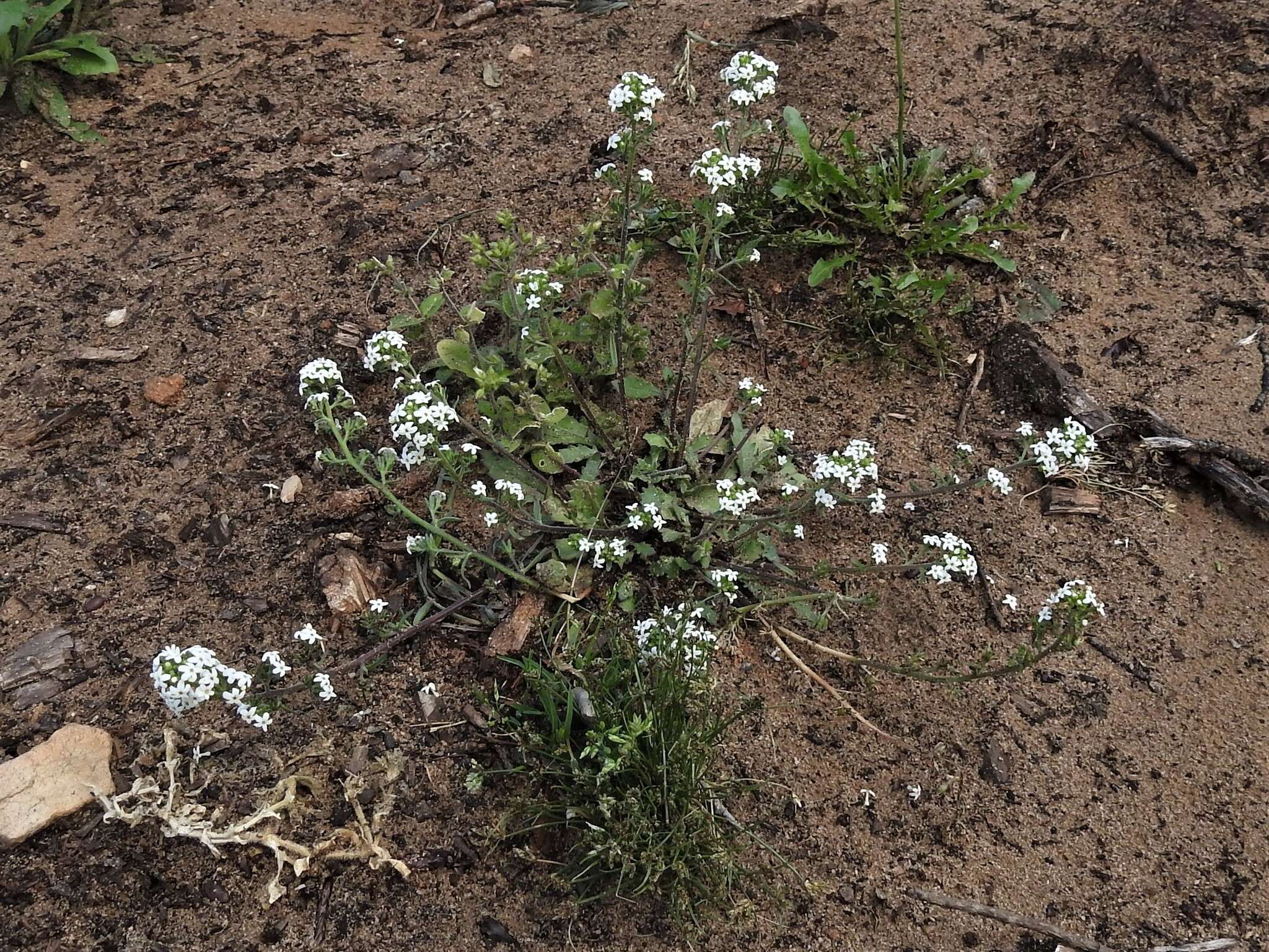 Image of Manulea exigua O. M. Hilliard