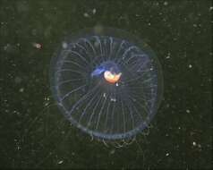 Image of 12-tentacle parasitic anemone