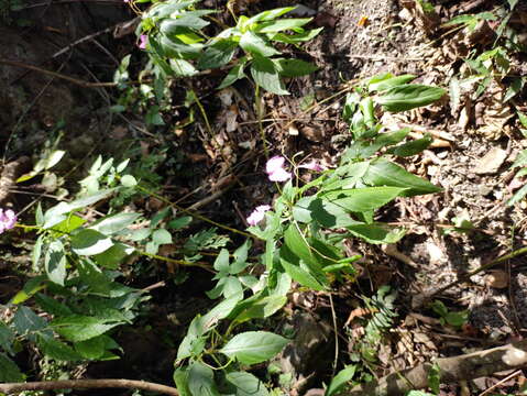 Image of Impatiens macrovexilla Y. L. Chen