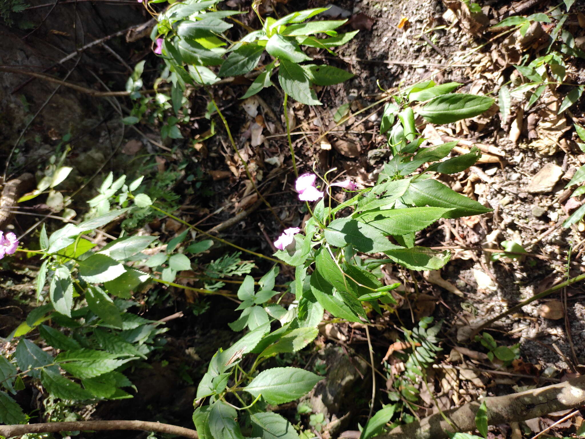 Image of Impatiens macrovexilla Y. L. Chen