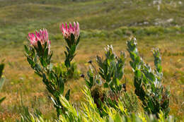 Image of Bot River protea