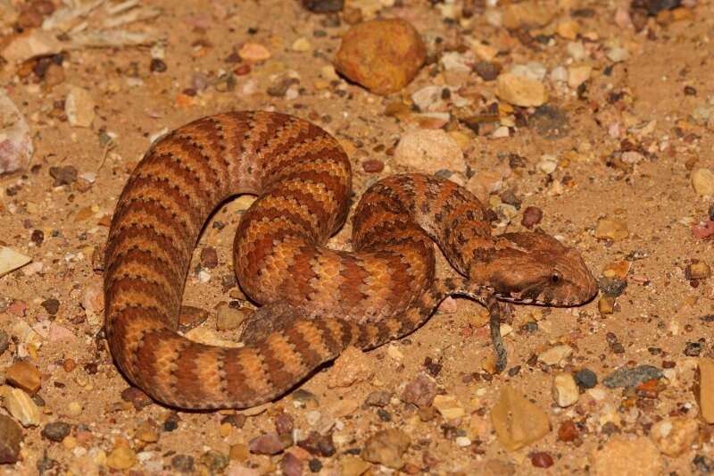 Imagem de Acanthophis rugosus Loveridge 1948