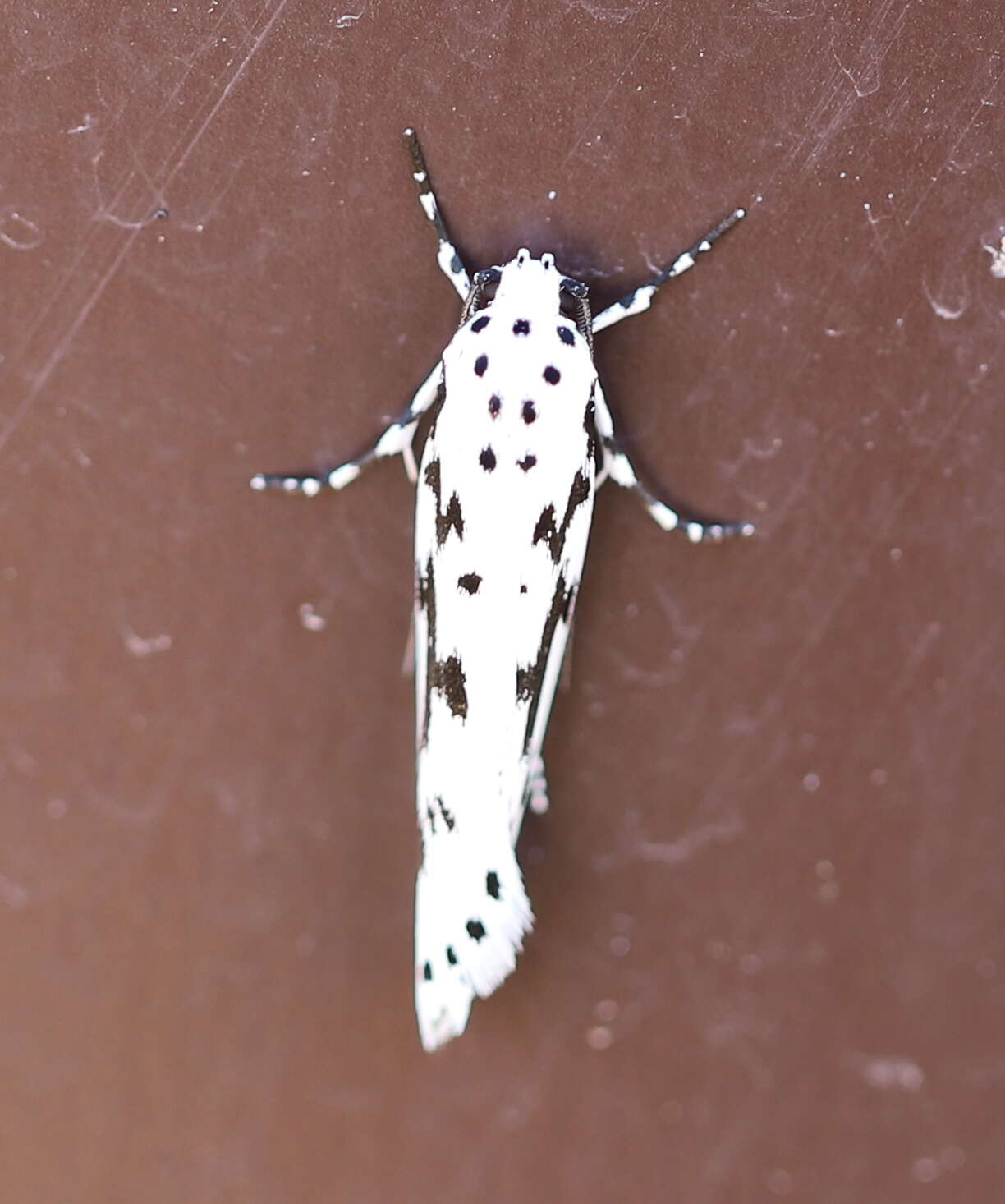 Image de Ethmia candidella Alphéraky 1908