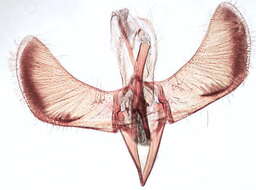 Image of Caloptilia belfragella (Chambers 1875)