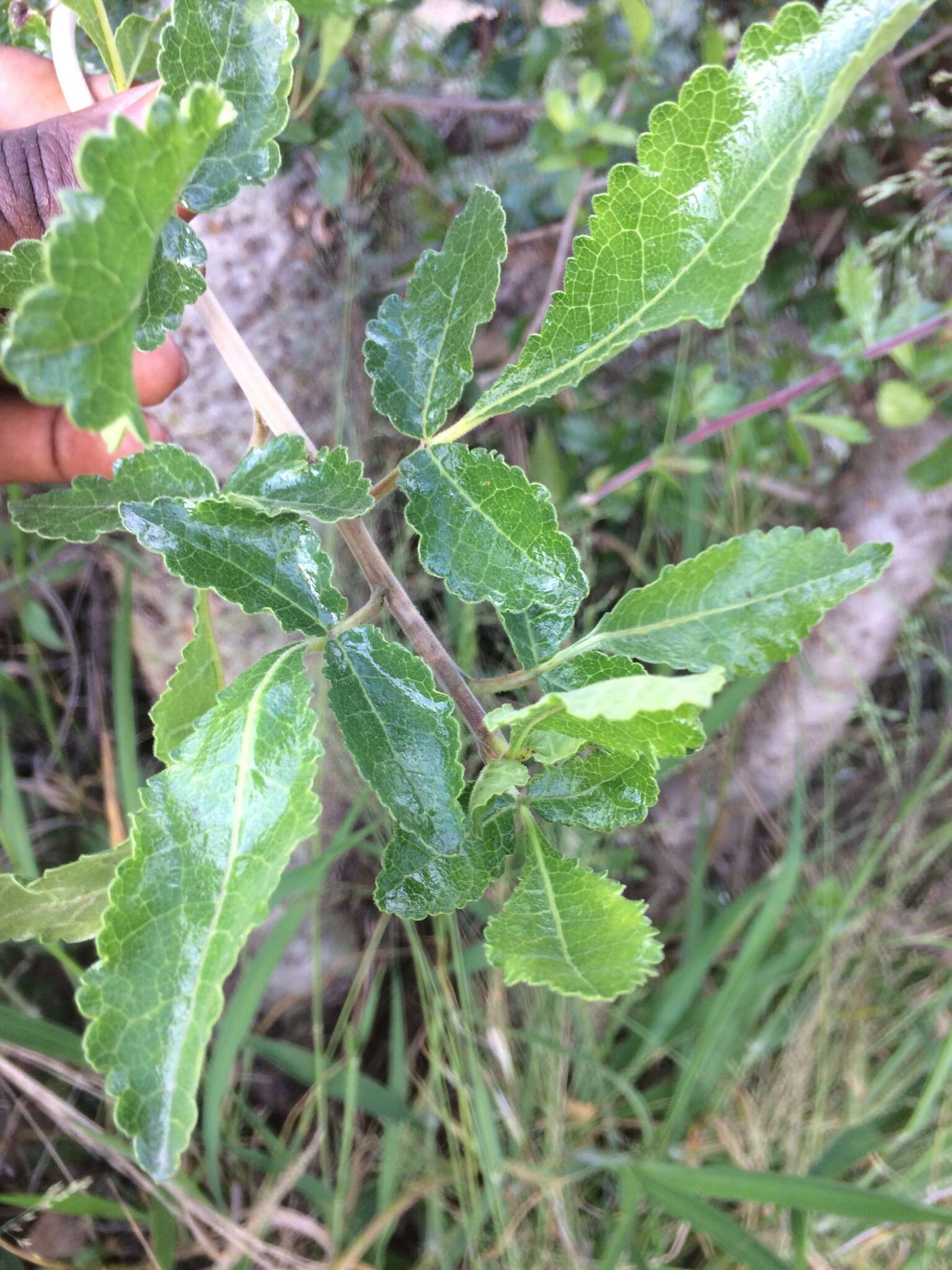 Слика од Commiphora africana (Rich.) Engl.