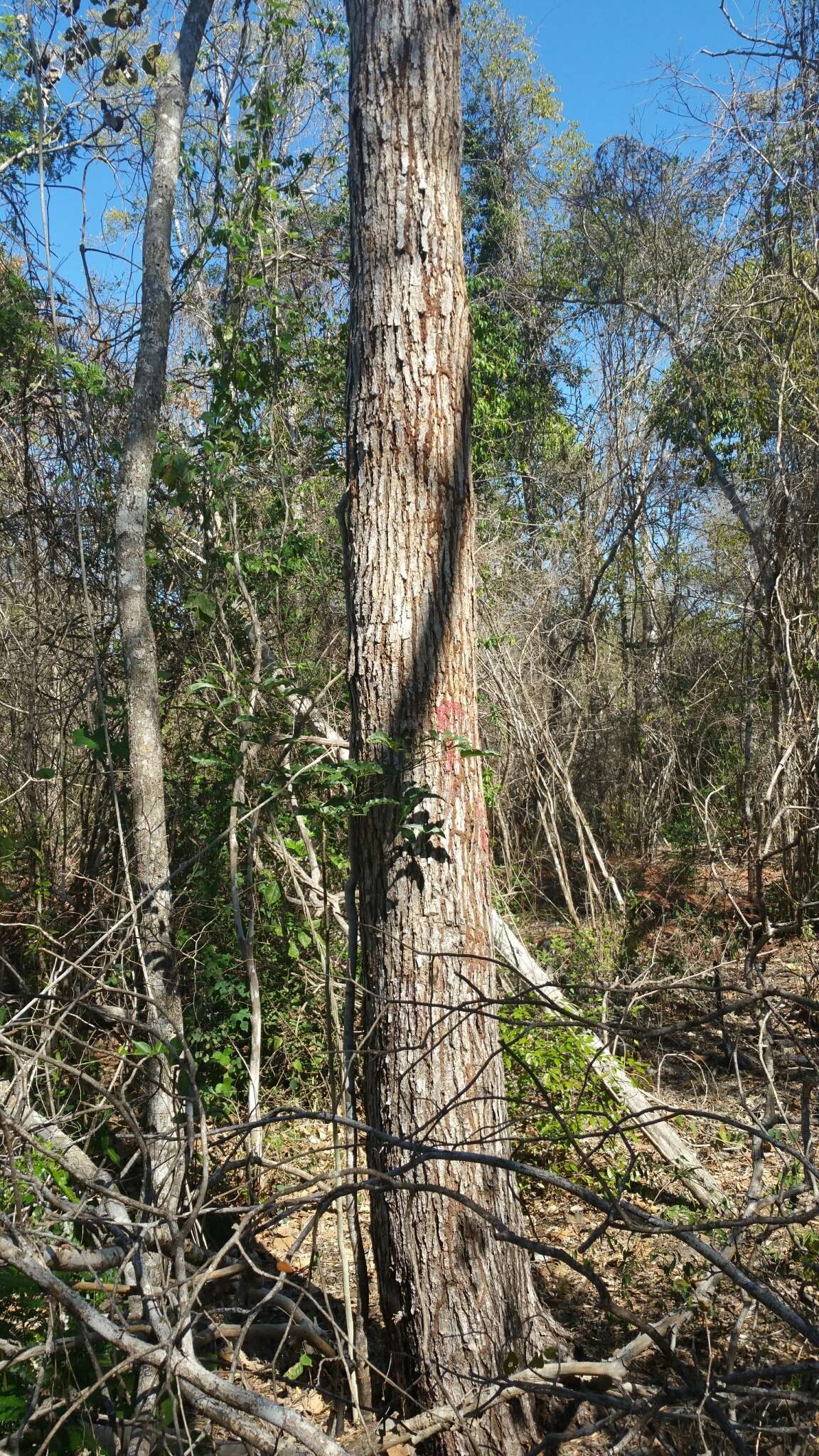 Image of Dupuya madagascariensis