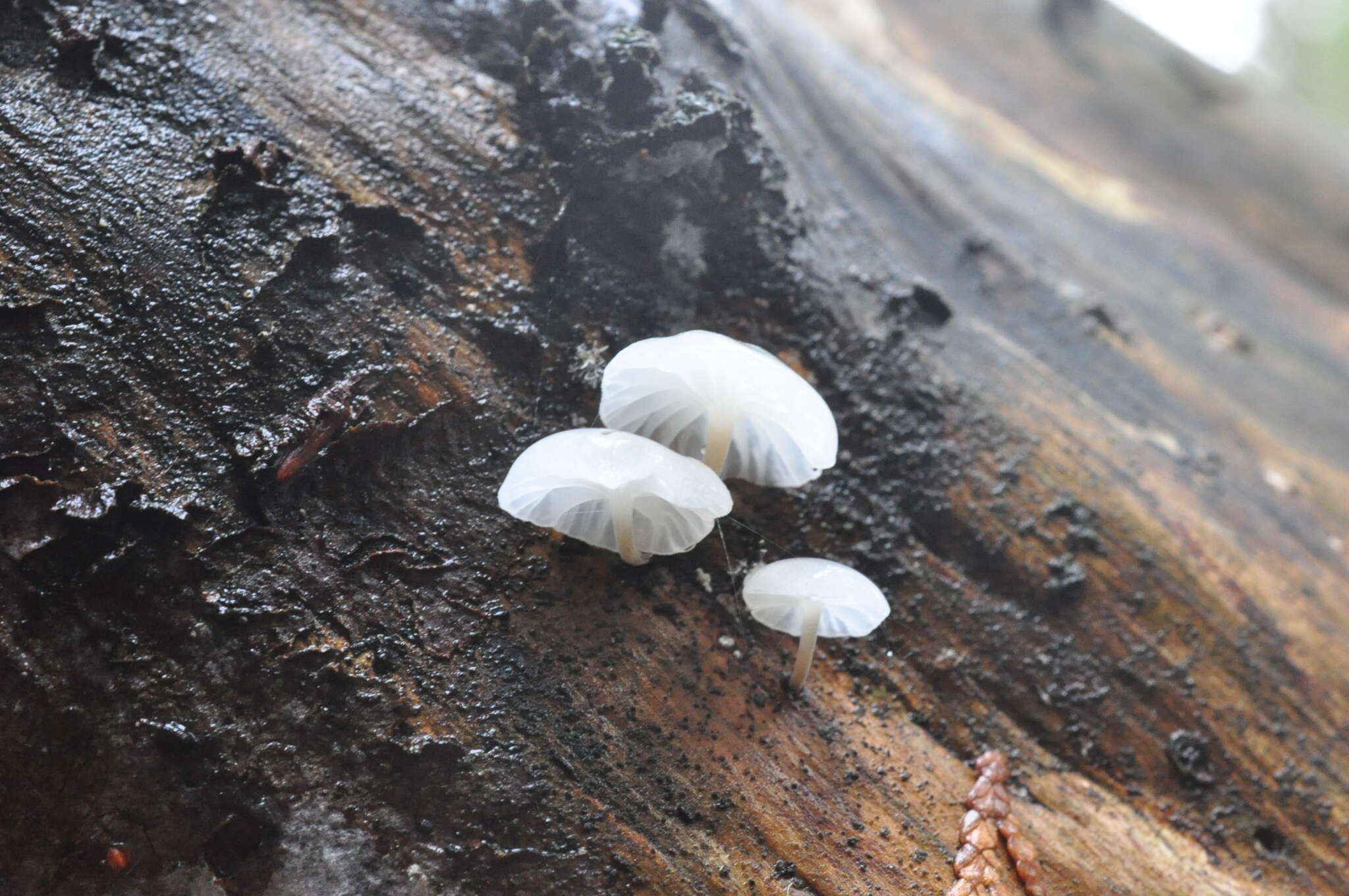 Plancia ëd Marasmiellus candidus (Fr.) Singer 1948