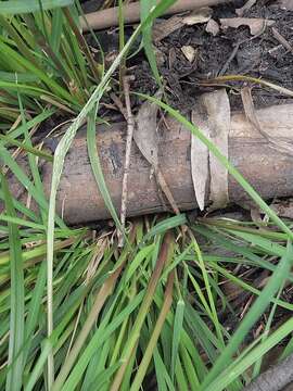 Image of Poa ensiformis Vickery