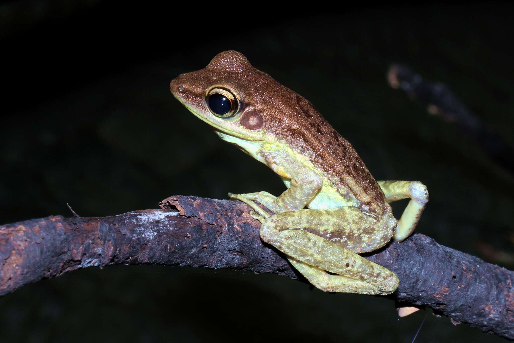 صورة Amnirana lepus (Andersson 1903)