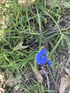 Commelina lanceolata R. Br.的圖片