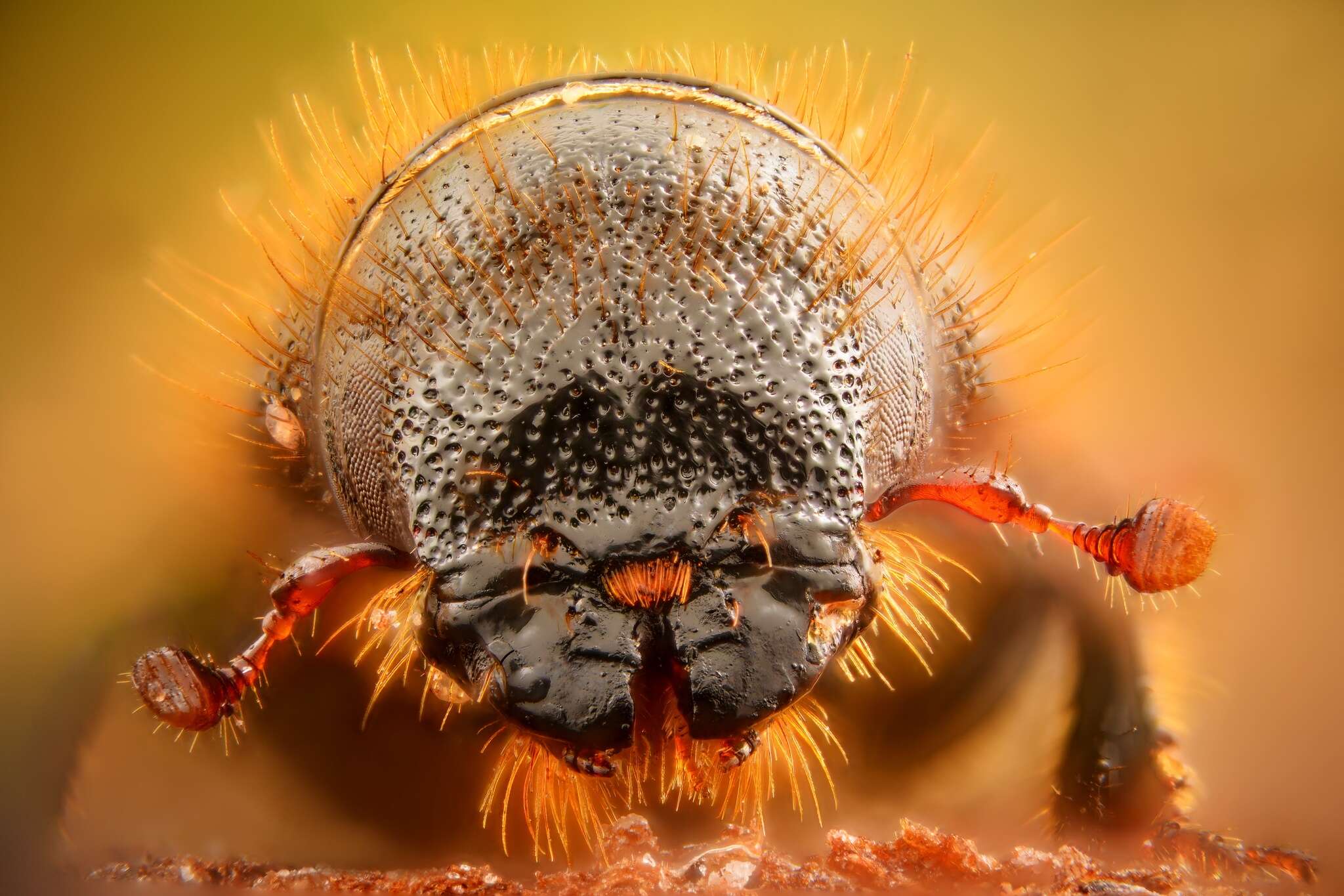 Image of European spruce beetle