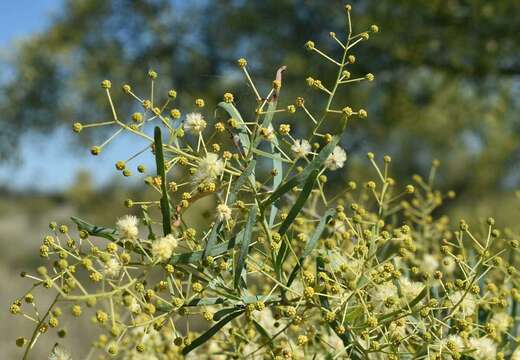 Image of Acacia victoriae subsp. victoriae