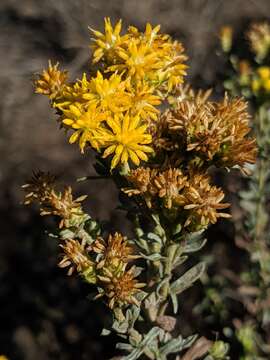 Image of Isocoma menziesii var. menziesii