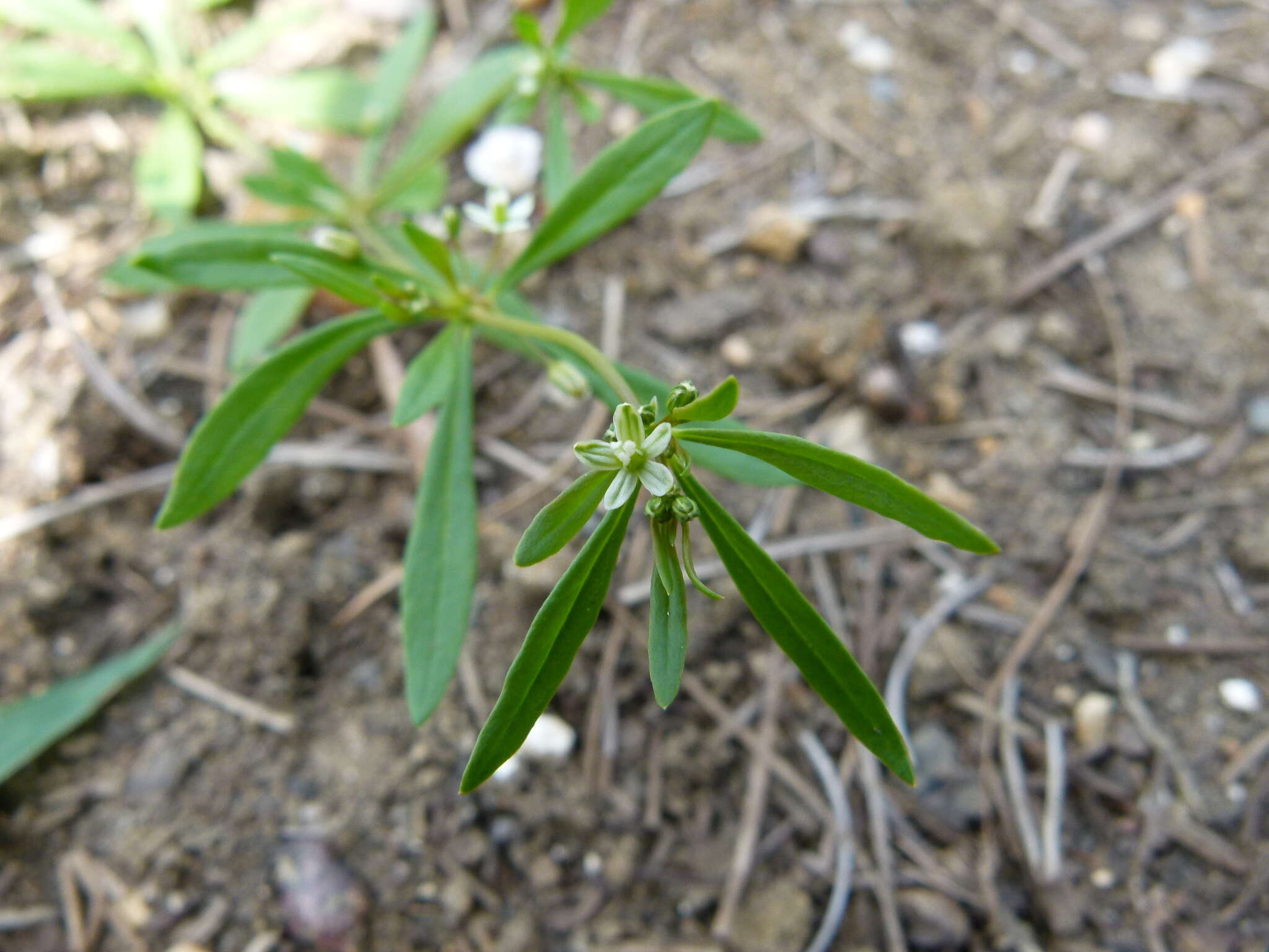 Image of carpetweed