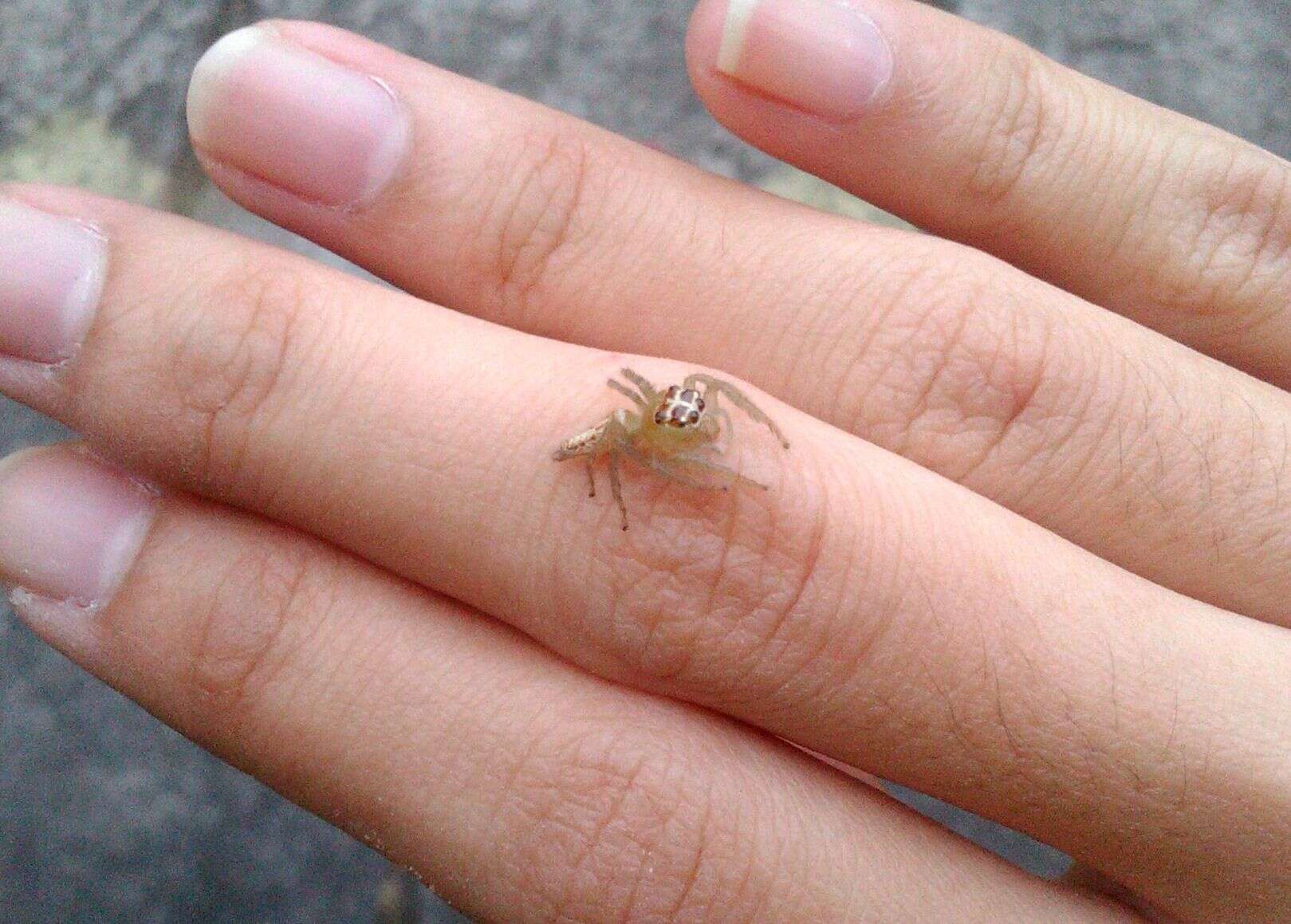 Artabrus erythrocephalus (C. L. Koch 1846) resmi