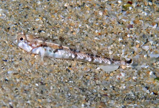 Image of Bath's goby