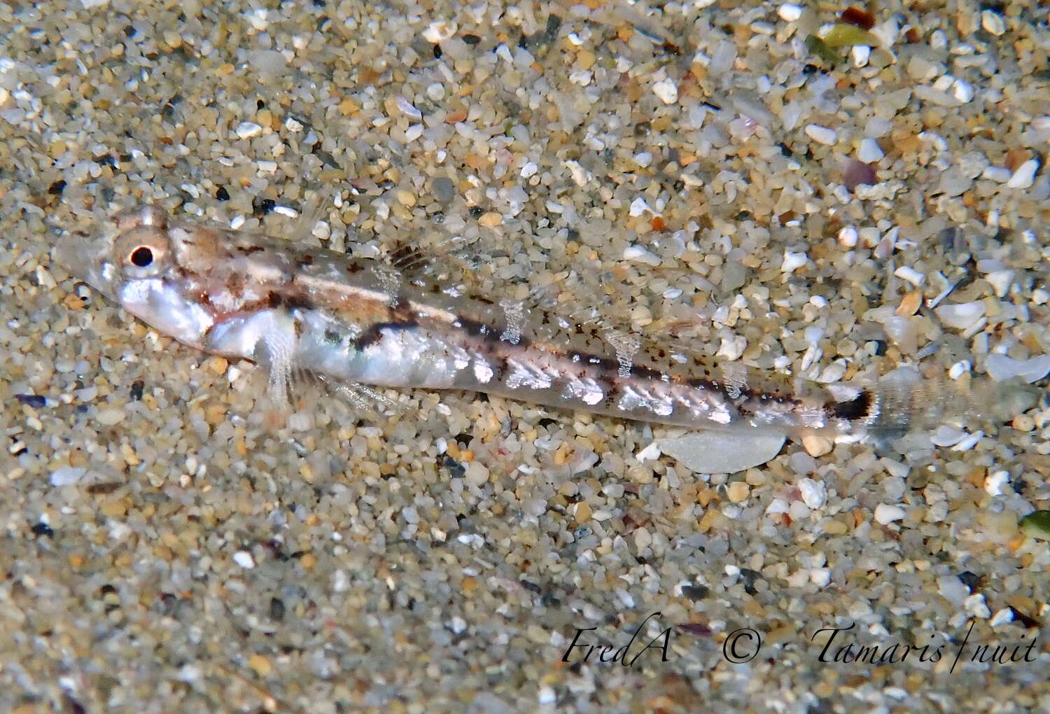 Image of Bath's goby