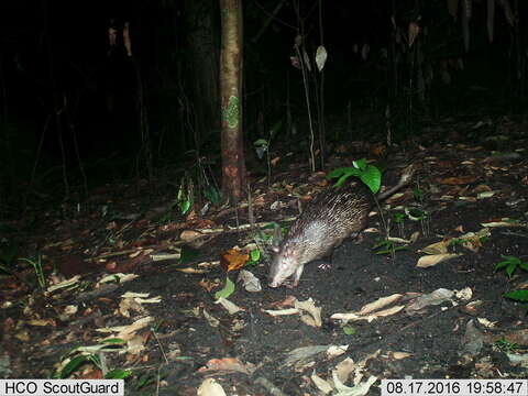 Image of Brush-tailed porcupine