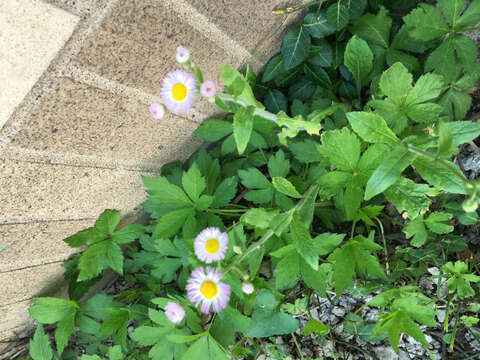 Image of Philadelphia fleabane