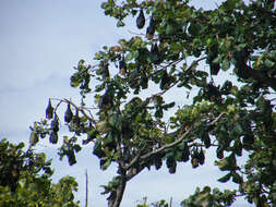 Image of Insular Flying Fox