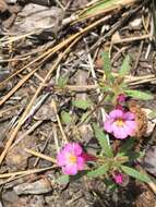 Image of Torrey's monkeyflower