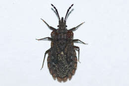 Image of Aradus (Aradus) inornatus Uhler 1876