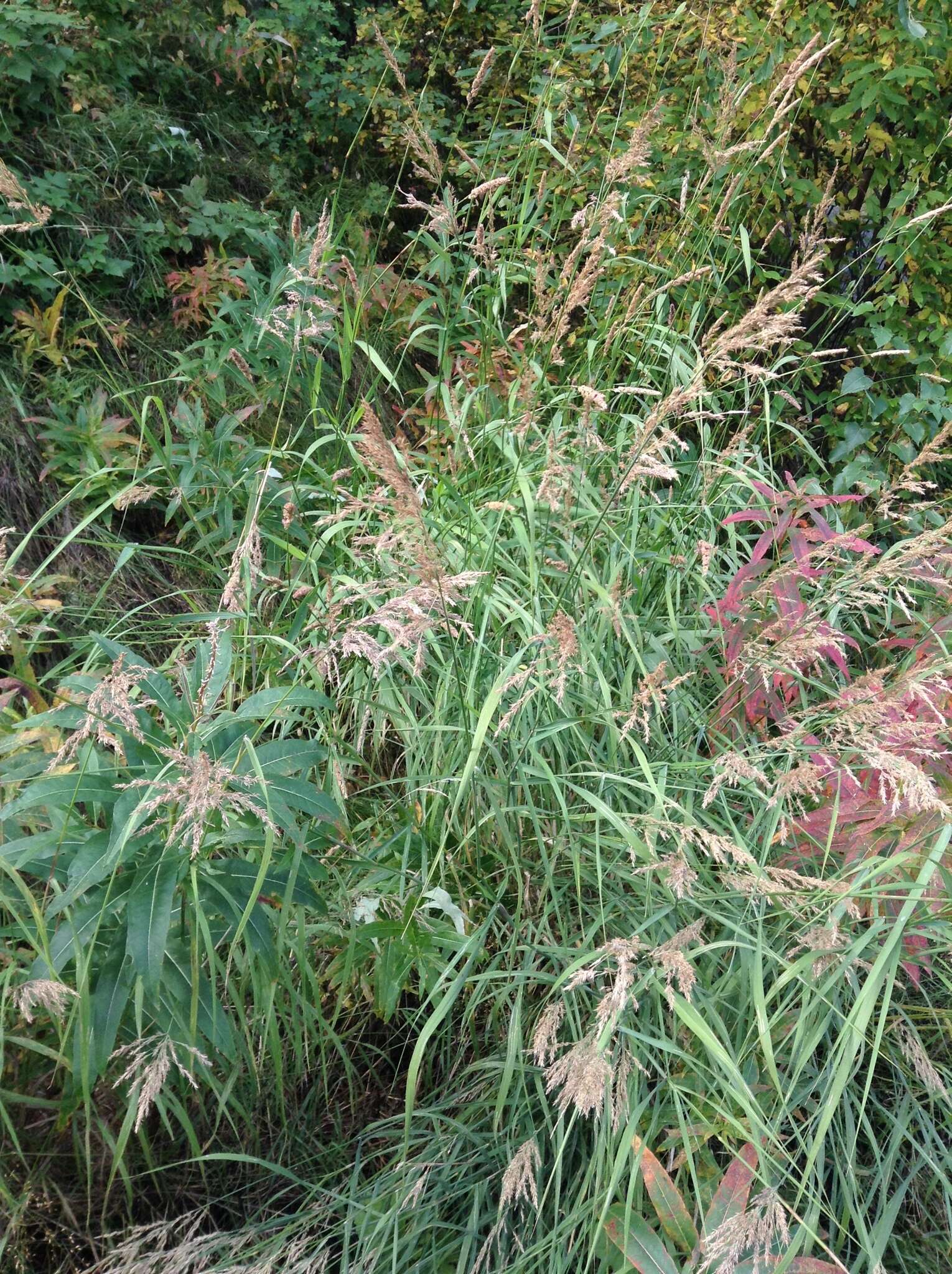 Image of Calamagrostis canadensis (Michx.) P. Beauv.