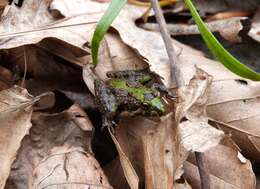 Image of Northern Cricket Frog