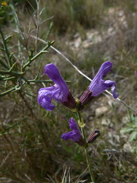 Imagem de Salvia officinalis L.