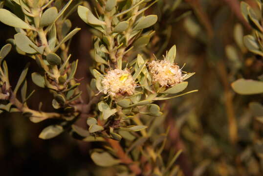 Image of grey conebush