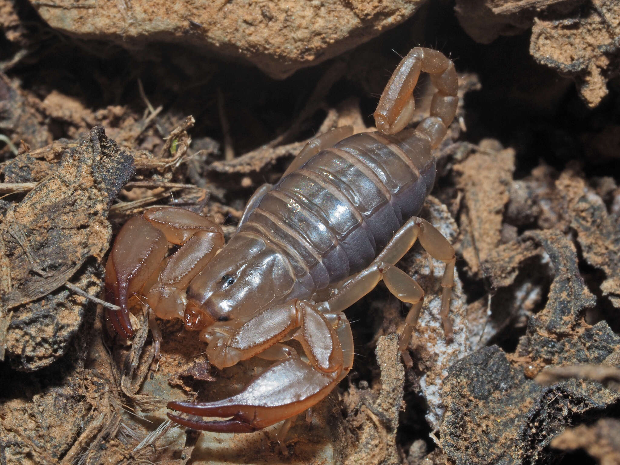 Image of Euscorpius candiota Birula 1903