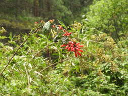 صورة Cestrum fasciculatum (Schltdl.) Miers