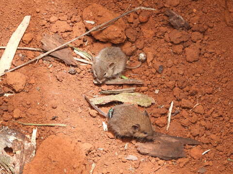 Image of Northern Pygmy Mouse