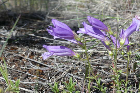 Image of Bush Penstemon