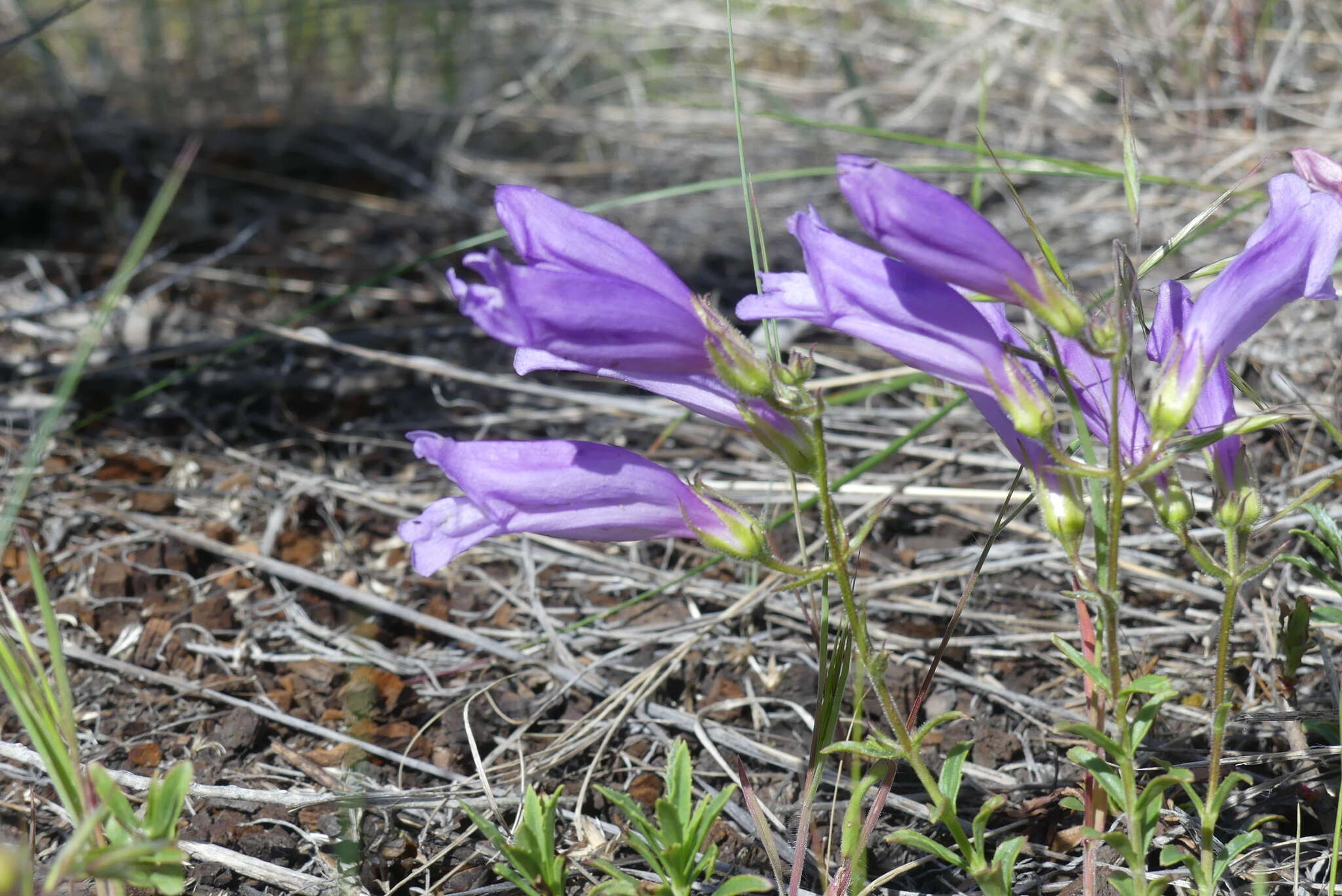 Слика од Penstemon fruticosus (Pursh) Greene