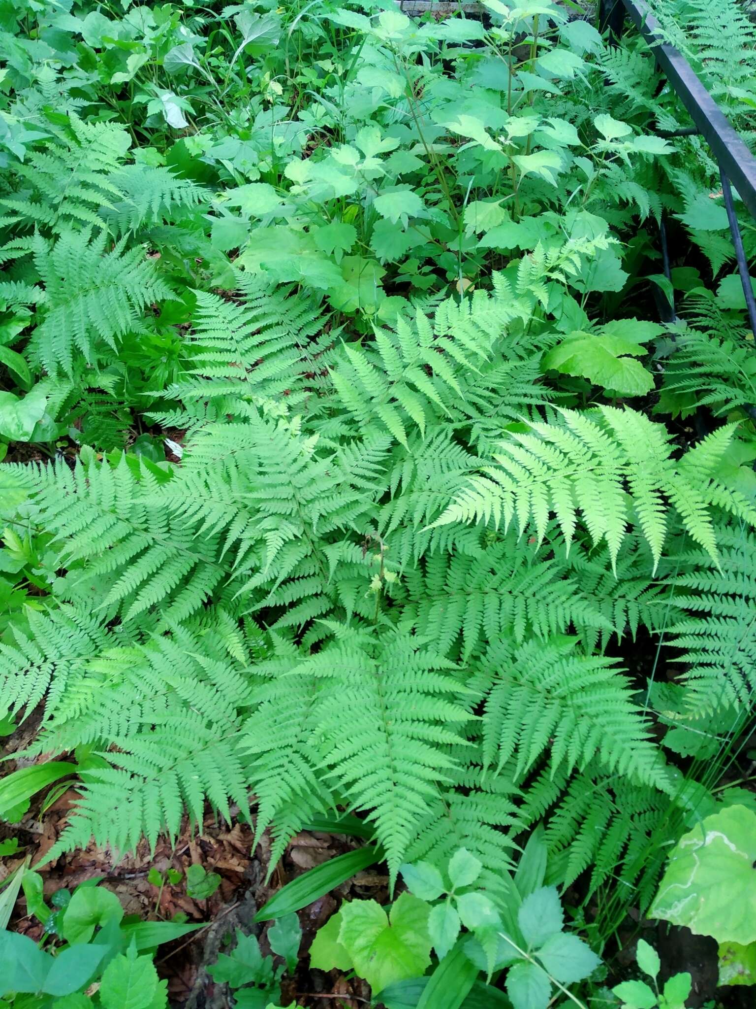 Image of Athyrium yokoscense (Franch. & Sav.) Christ