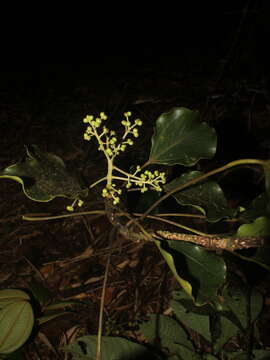 Oreopanax nubigenus Standl.的圖片