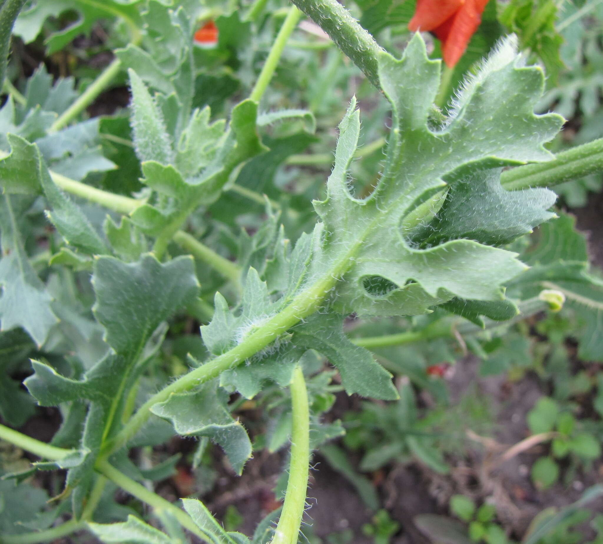 Image of blackspot hornpoppy