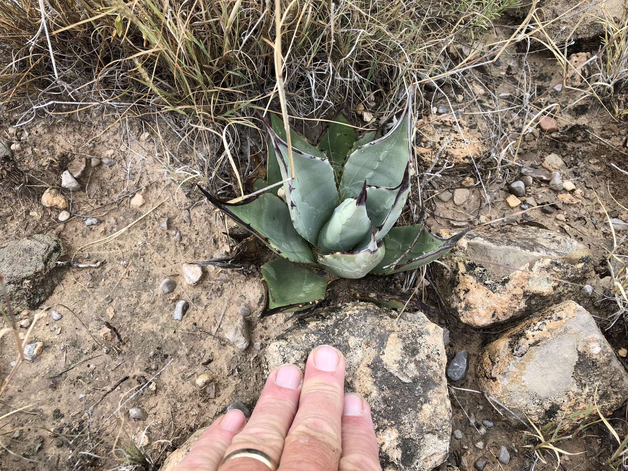 Image de Agave parryi subsp. neomexicana (Wooton & Standl.) B. Ullrich