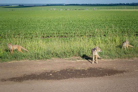 Слика од Vulpes corsac (Linnaeus 1768)