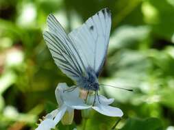 Image of Margined White