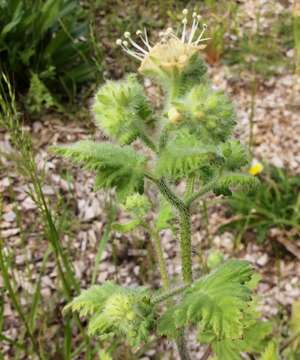 Image of stinging phacelia