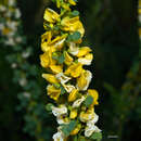 Image of Poiretia tetraphylla (Poir.) Burkart