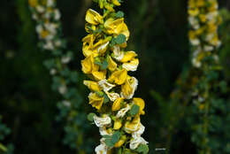 Image of Poiretia tetraphylla (Poir.) Burkart